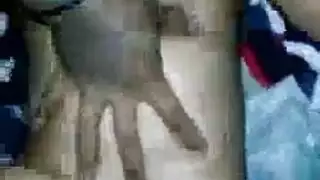 أرنب وسادة حافلة